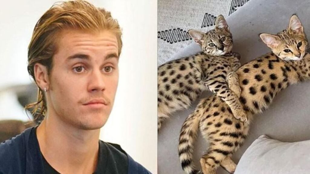 WHERE ARE U NOW? What’s really going withJustin Bieber& his vanishing pets? From baby monkey to wild cats amid fears for star’s health
