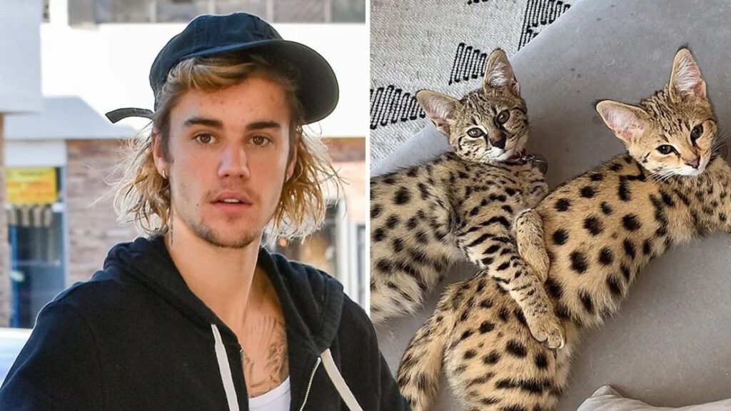 WHERE ARE U NOW What’s really going with Justin Bieber & his vanishing pets From baby monkey to wild cats amid fears for star’s health